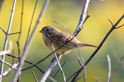 Lincolns Sparrow