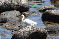 Little Egret