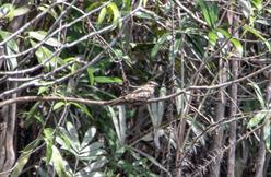 Little Nightjar