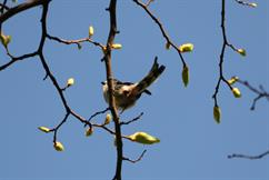 Long Tailed Tit
