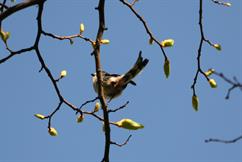 Long Tailed Tit