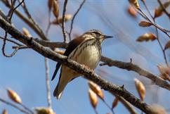 Louisiana Waterthrush