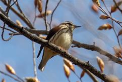 Louisiana Waterthrush