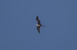 Magnificent Frigatebird