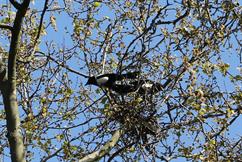 Magpies