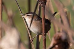 Marsh Wren