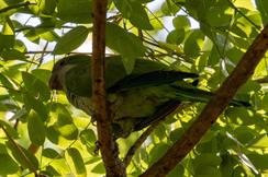 Monk Parakeet