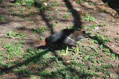 Moorhen