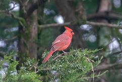 Northern Cardinal