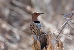 Northern Flicker