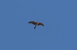 Northern Harrier