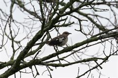 Northern Mockingbird