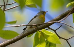 Northern Parula