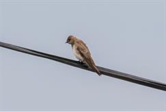 Northern Rough Winged Swallow