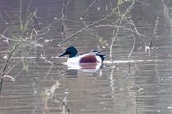 Northern Shoveler