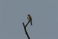 Olive Sided Flycatcher