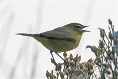 Orange Crowned Warbler