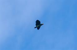 Orange-Winged Parrot