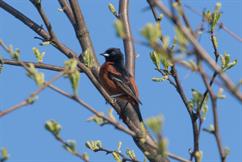 Orchard Oriole