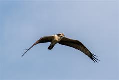 Osprey