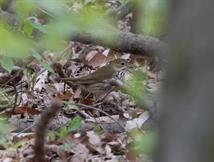 Ovenbird