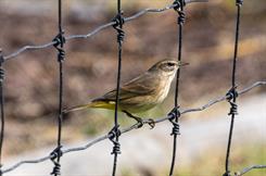 Palm Warbler