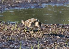 Pectoral Sandpiper