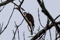 Peregrine Falcon