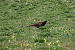 Pheasant