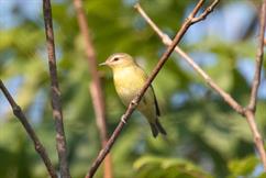 Philadelphia Vireo