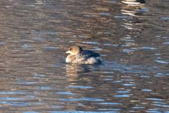 Pied-Billed Grebe