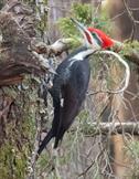 Pileated Woodpecker