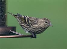 Pine Siskin