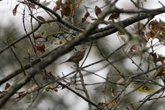 Pine Warbler