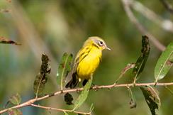 Prairie Warbler