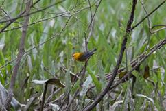 Prothonotary Warbler