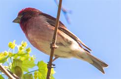 Purple Finch