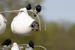 Purple Martin