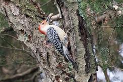 Red Bellied Woodpecker