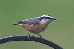 Red Breasted Nuthatch