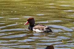 Red Crested Pochard