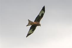 Red Kite