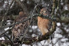 Red Shouldered Hawk