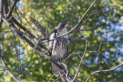 Red Tailed Hawk