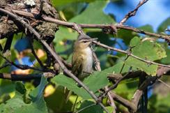 Red-Eyed Vireo