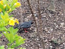 Red-Legged Thrush