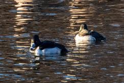 Ring-Necked Duck