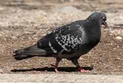 Rock Pigeon