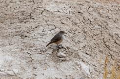 Rock Wren