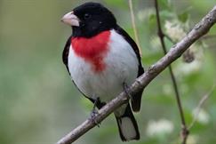 Rose Breasted Grosbeak